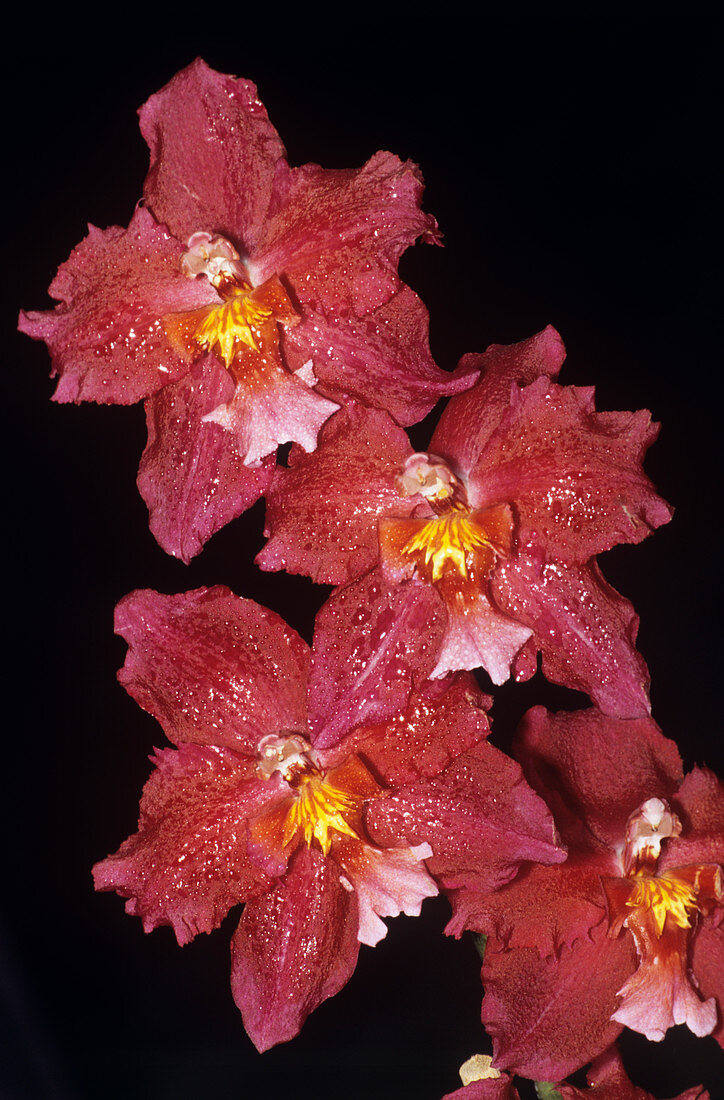 Cambria orchid flowers