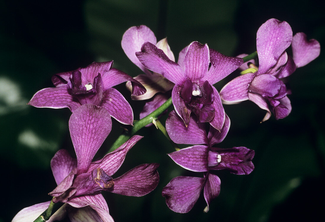 Dendrobium orchid flowers