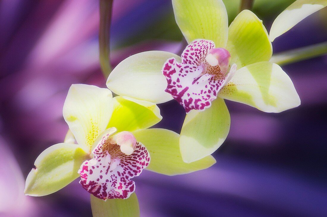 Cymbidium orchid (Cymbidium sp.)