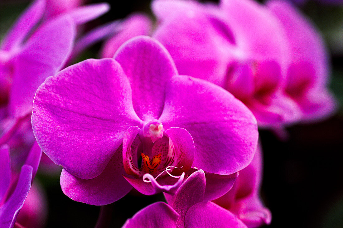 Orchid (Phalaenopsis 'Pink Twilight')