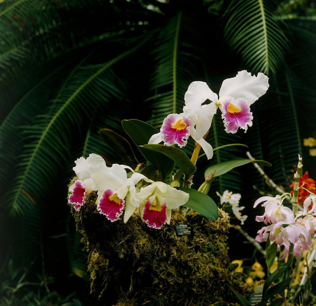 Orchid (Laeliocattleya 'Lily Poms)