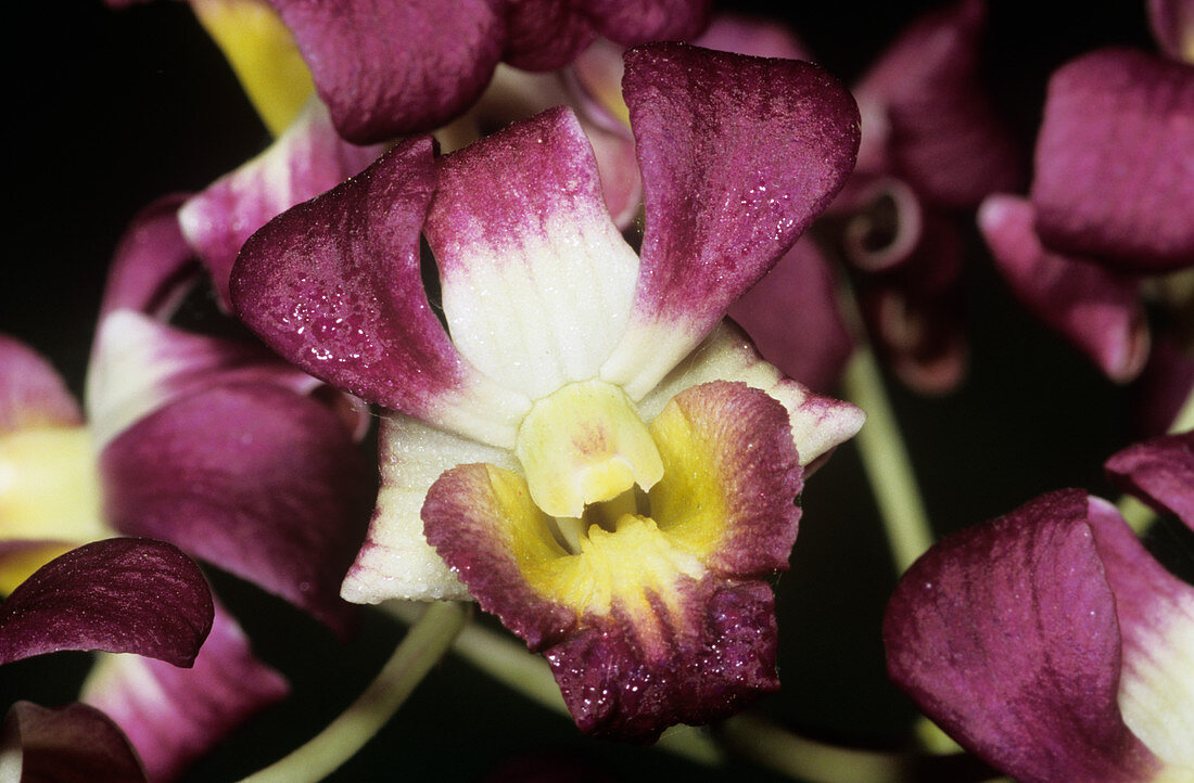 Orchid (Orchis dendrobium)