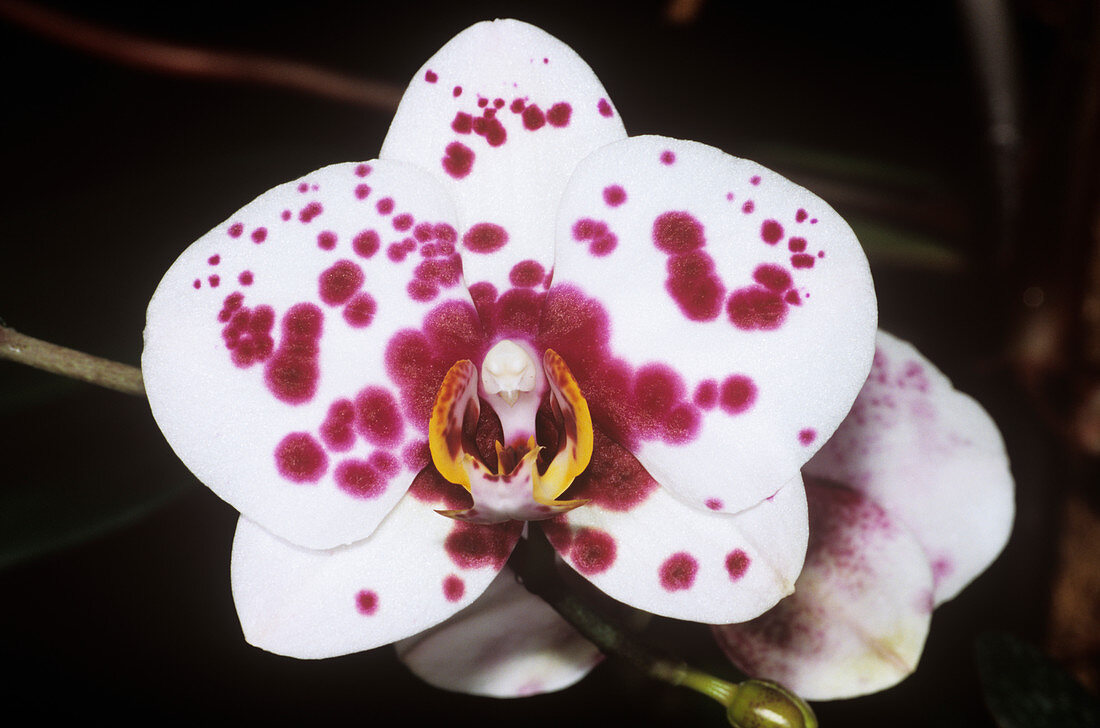 Orchid (Orchis phalaenopsis)