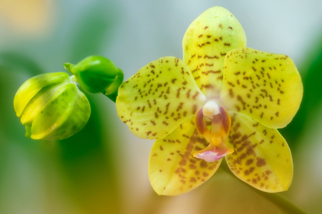 Orchid flower (Phalaenopsis sp.)