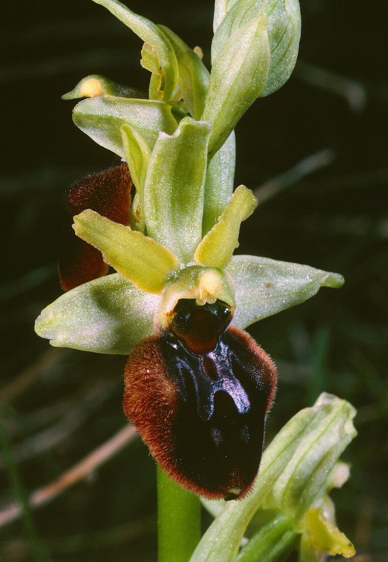 Spider orchid,Ophrys sphegodes