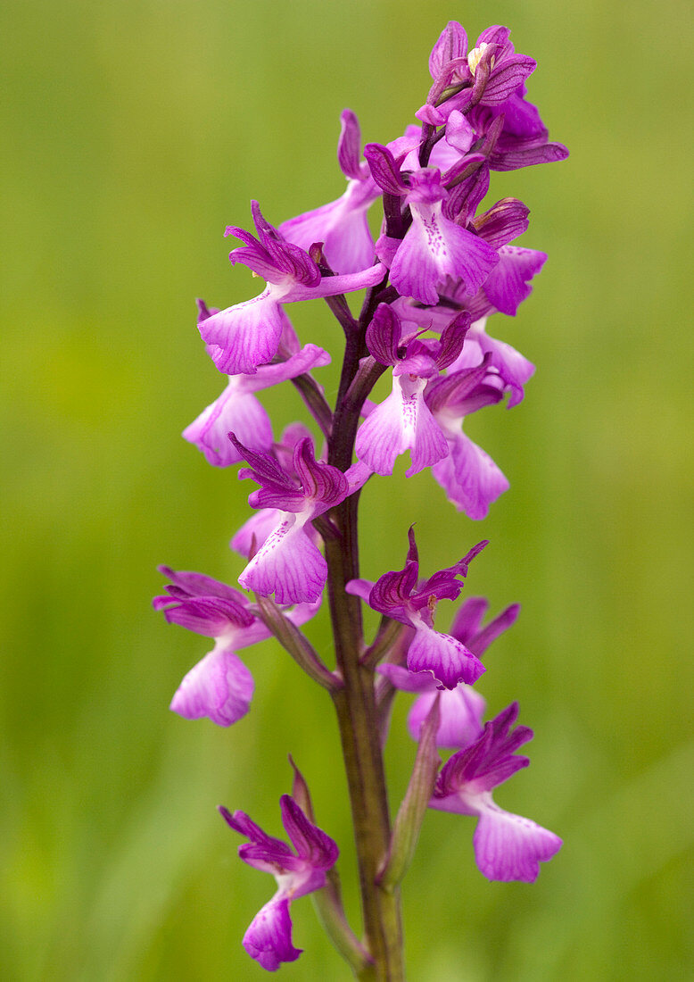 Bog orchid (Orchis palustris)