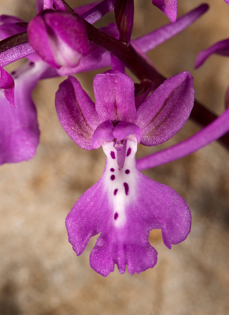 Anatolian orchid (Orchis anatolica)