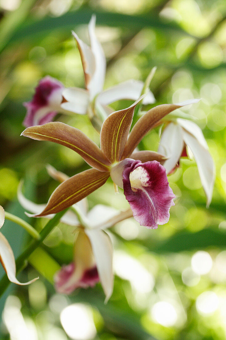 Phaius tankervilleae flowers