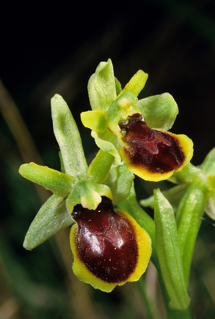 Small spider orchid flowers