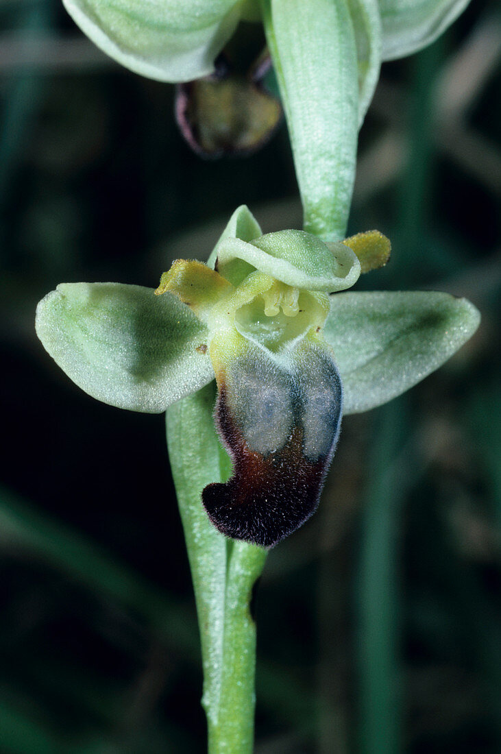 Pale orchid flower