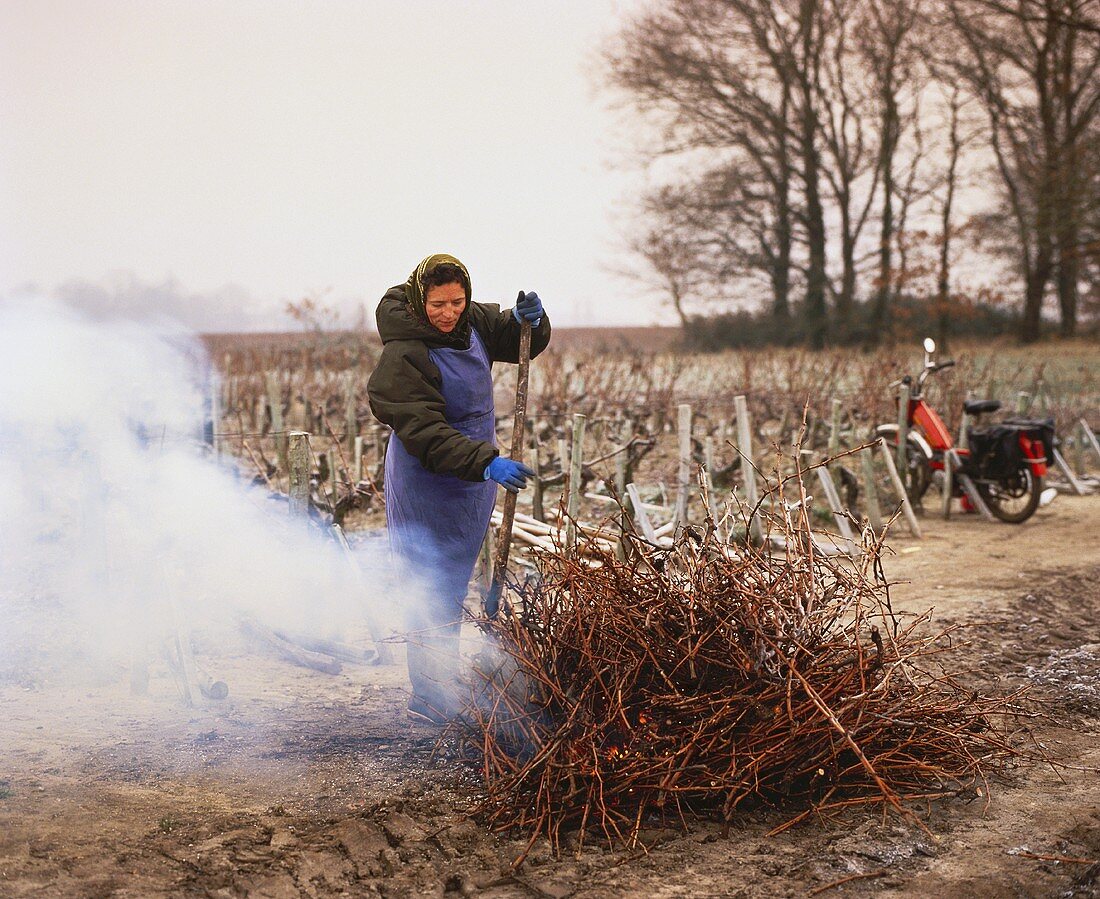 Januar in Bordeaux: Verbrennung von Resten des Rebschnittes