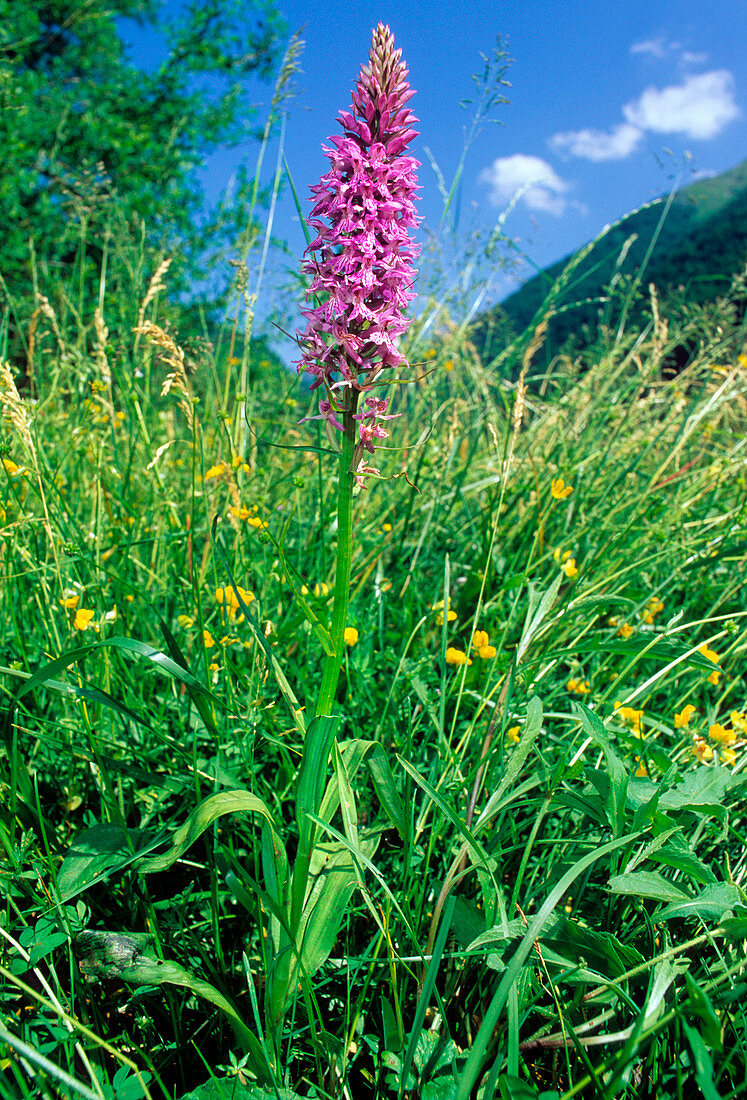 Orchis maculata ssp. saccifera