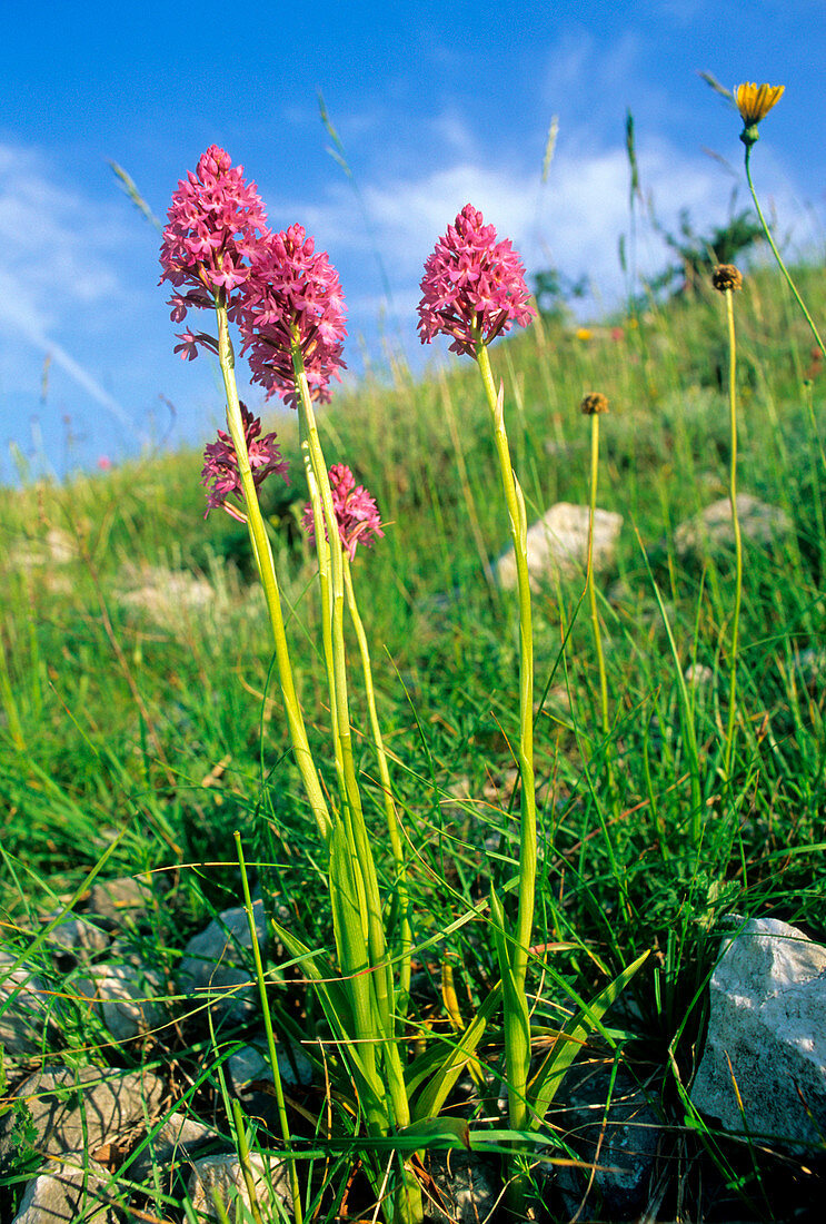 Pyramidal orchids(Anacamptis pyramidalis)