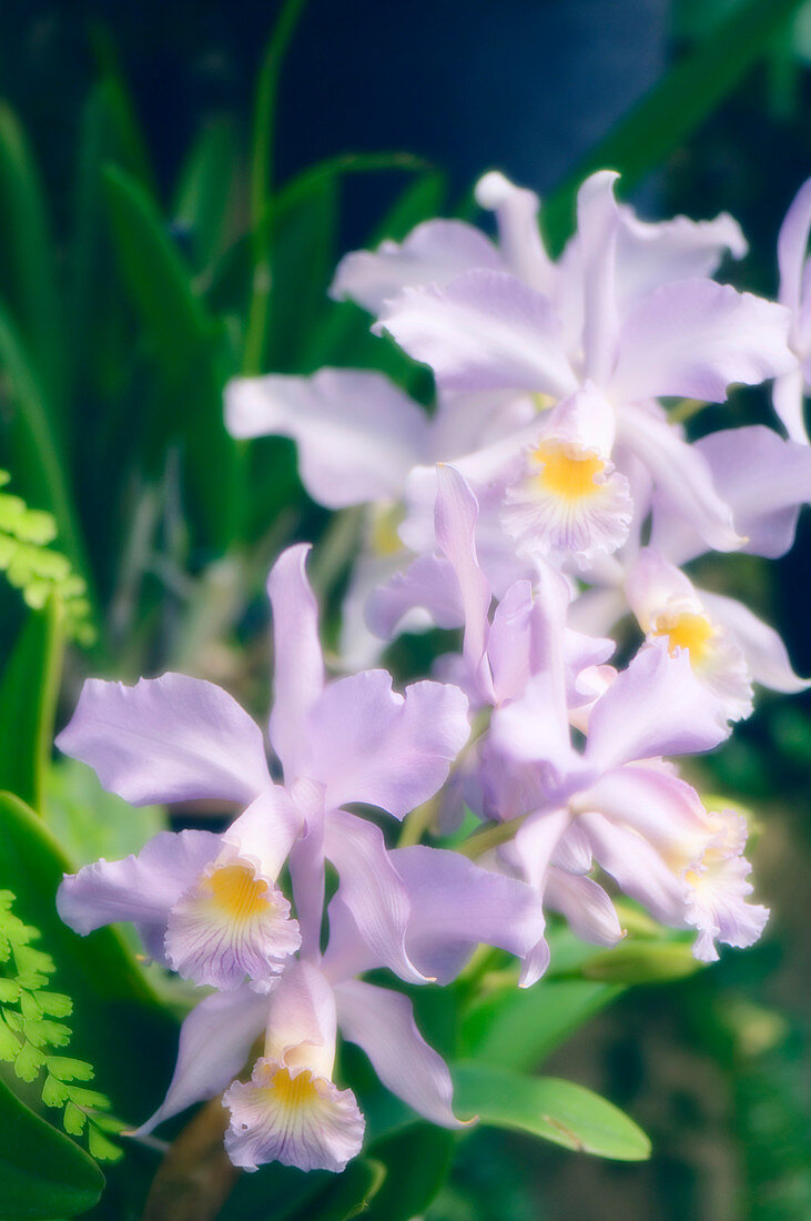 Orchids (x Laeliocattleya canhamiana)