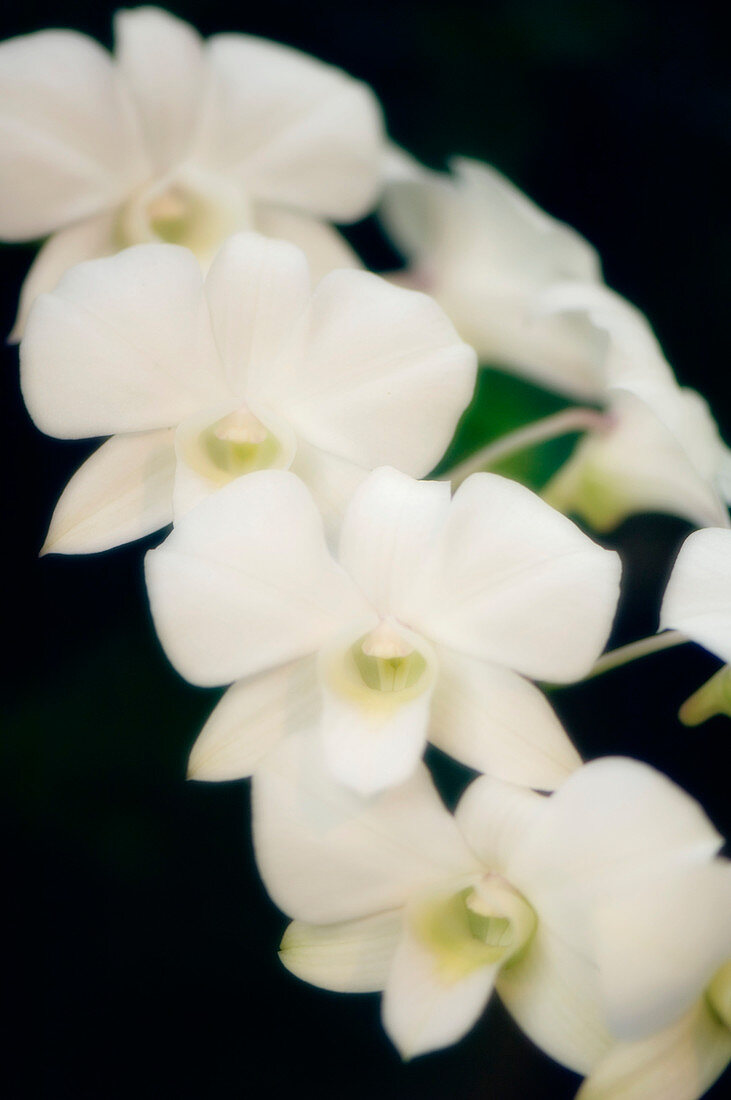 Cooktown orchid (Dendrobium phalaenopsis)