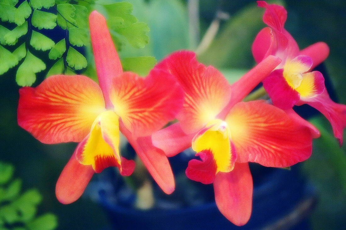 Orchids (Slc. Angel's Fantasy)