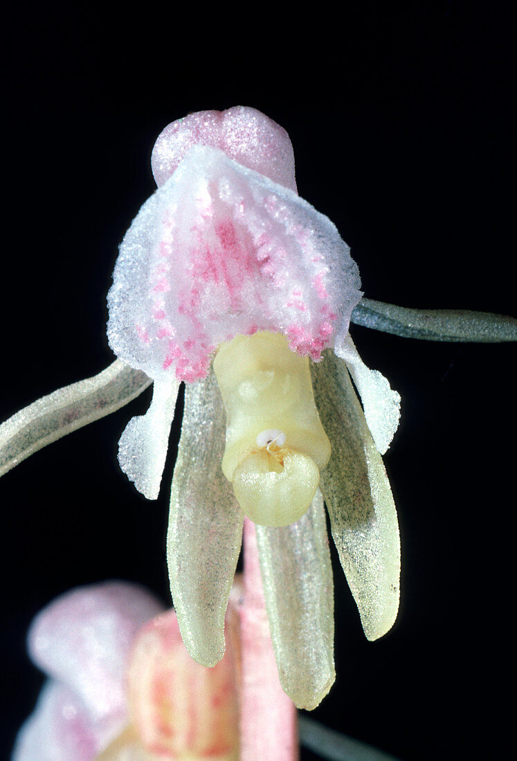 Ghost orchid (Epipogium aphyllum)