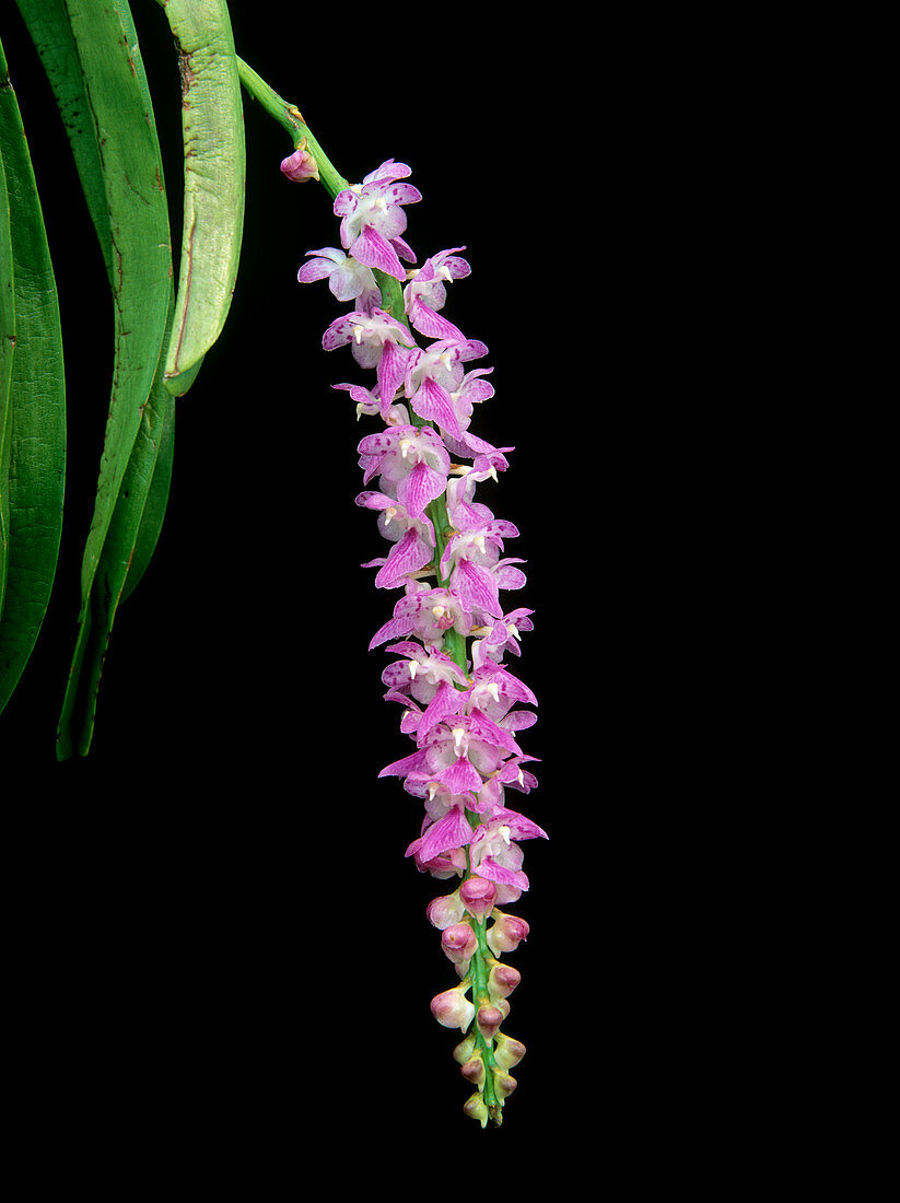 Aerides multiflora