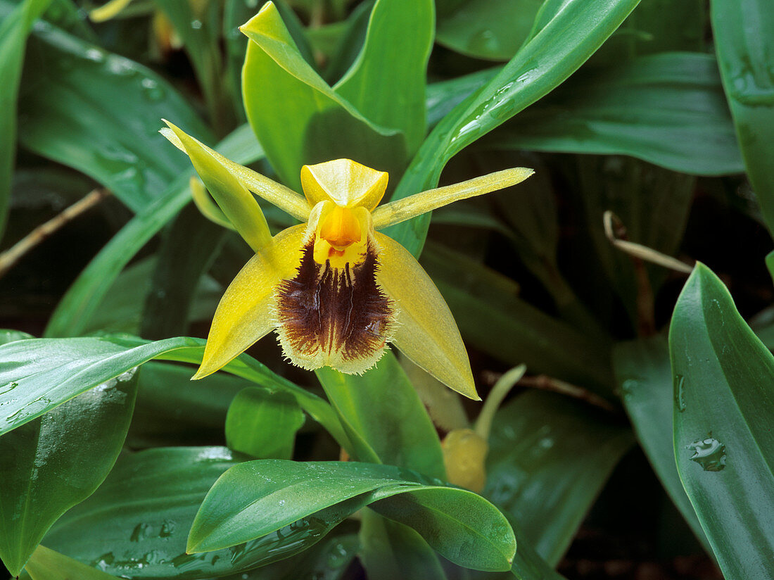 Coelogyne fimbriata