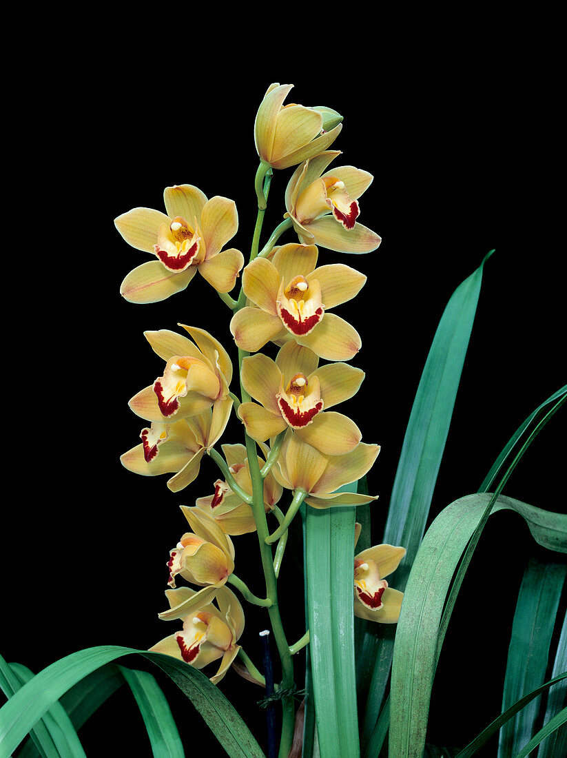 Cymbidium Latigo 'Cooksbridge Sunset'