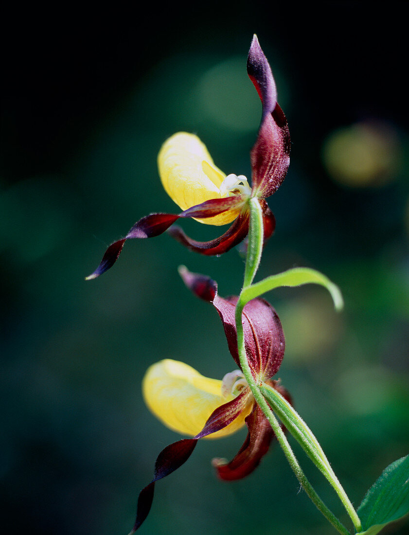 Slipper orchid (Cyprepedium calceolus)