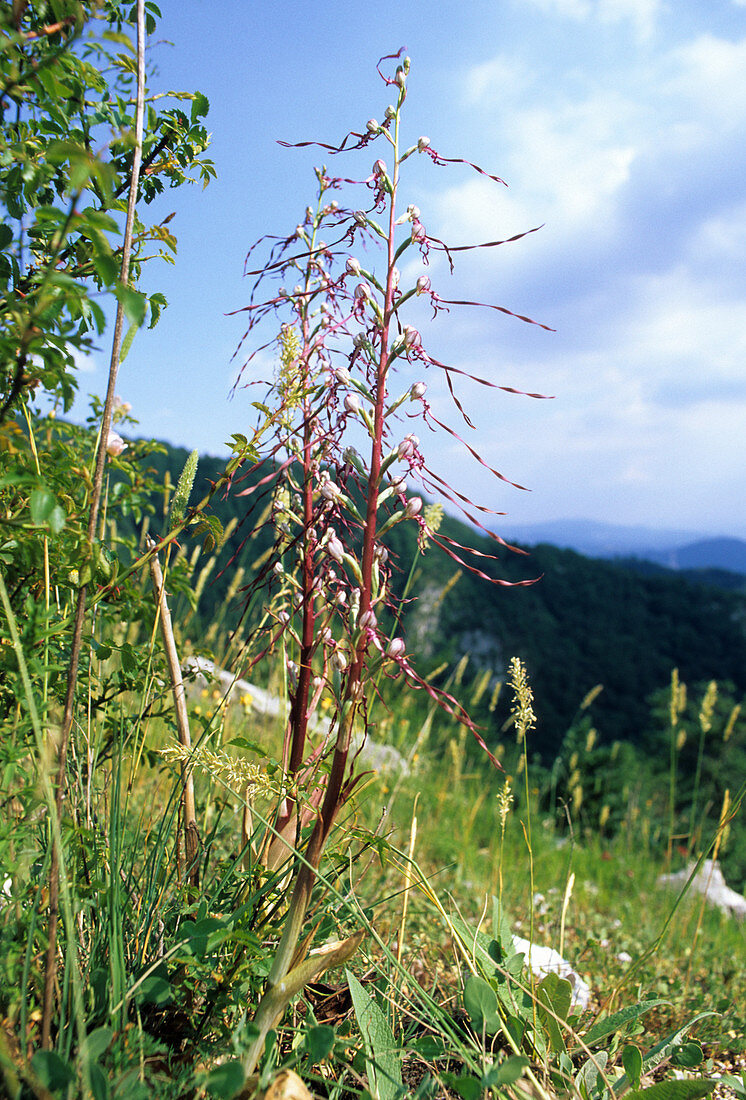 Orchids (Loroglossum hircinum)