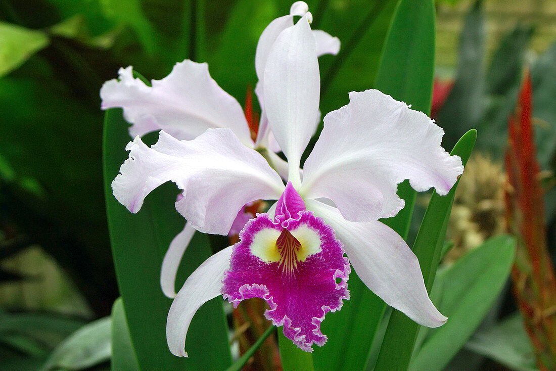 Cattleya trianae 'B'