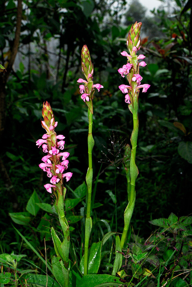 Orchid (Satyrium nepalense)