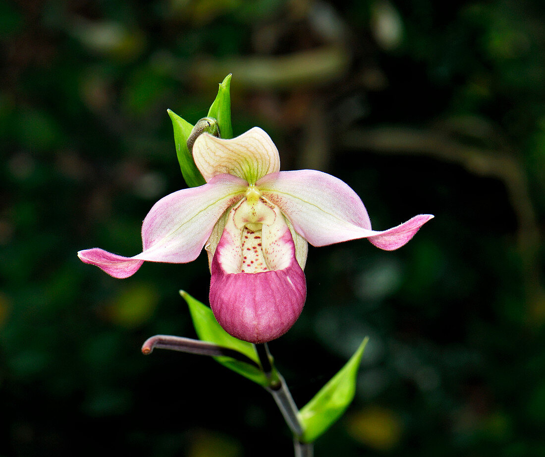 Slipper orchid (Phragmipedium sp.)