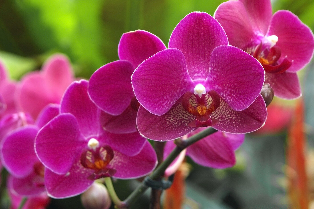 Phalaenopsis 'Red Jewel'