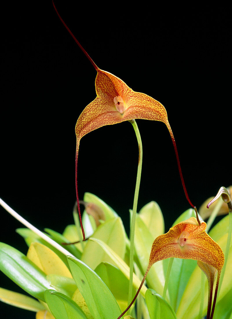 Orchid (Masdevallia triangularis)