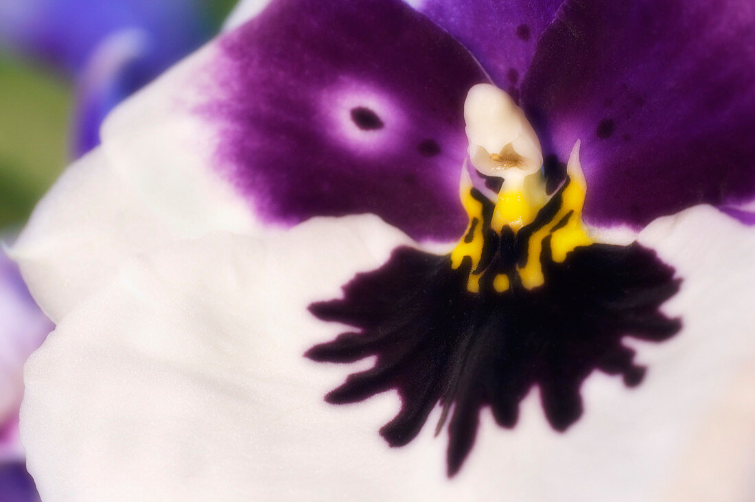 Orchid labellum (Miltoniopsis sp.) hybrid