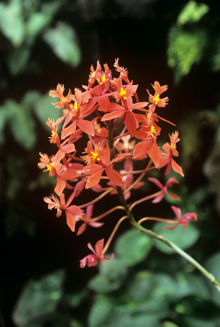 Crucifix orchid (Epidendron ibaguense)