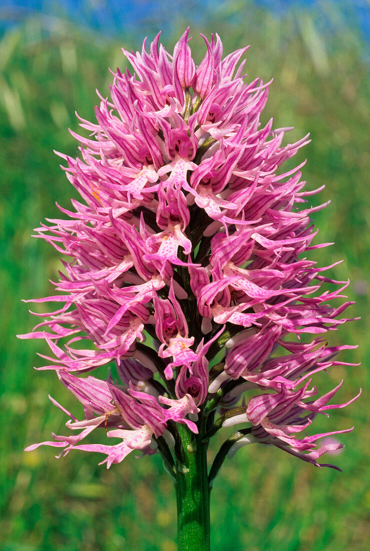 Naked man orchid (Orchis italica)