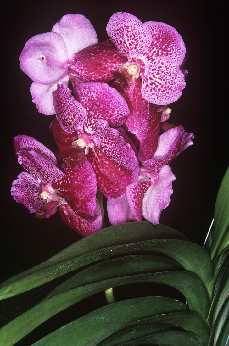 Orchid (Vanda sp.)