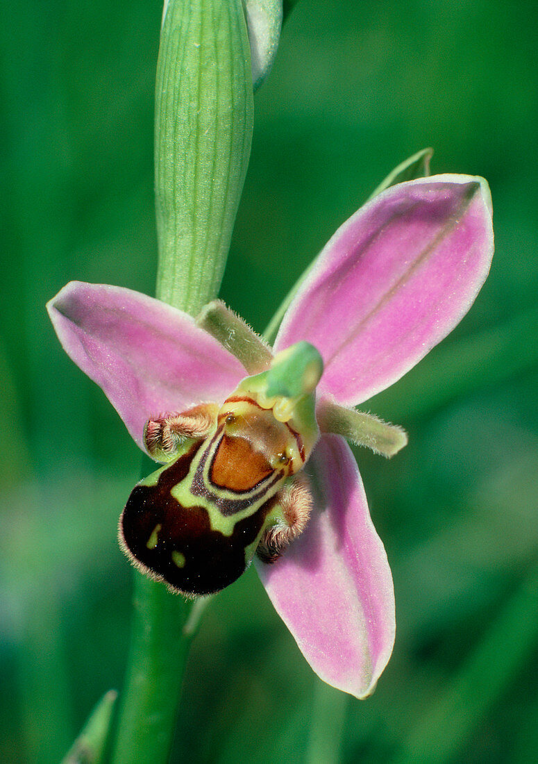 Bee orchid,Ophrys apifera