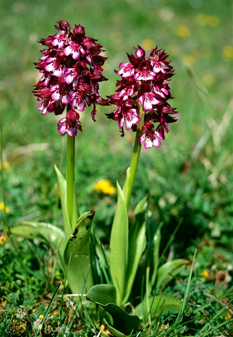 Lady orchid,Orchis purpurea