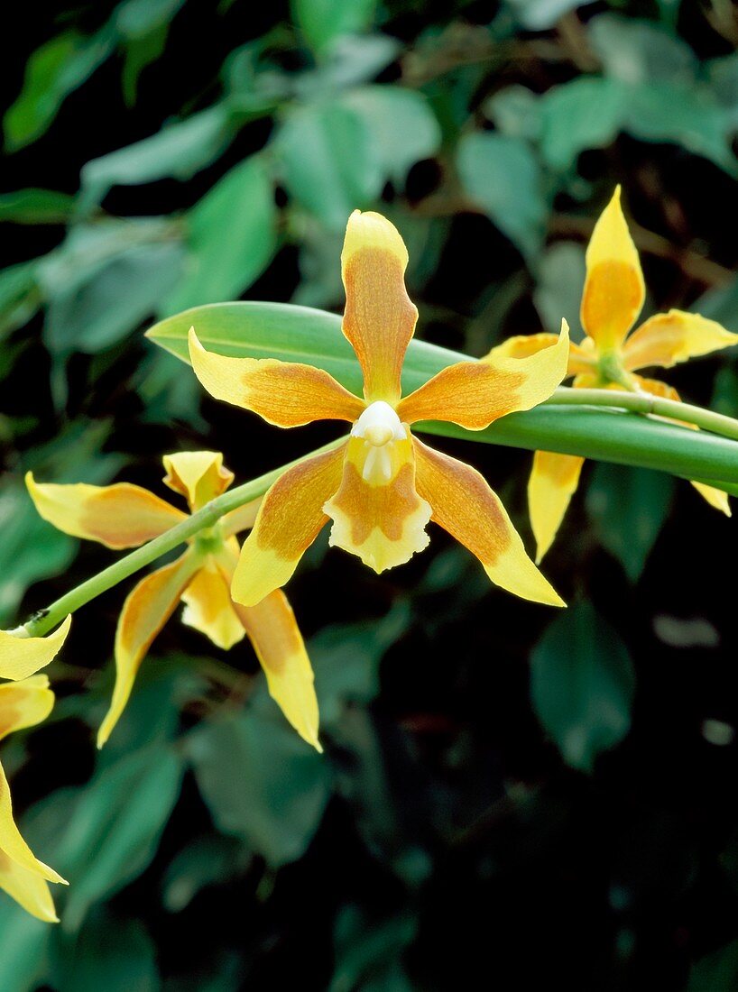 Orchid,Odontoglossum cruentum