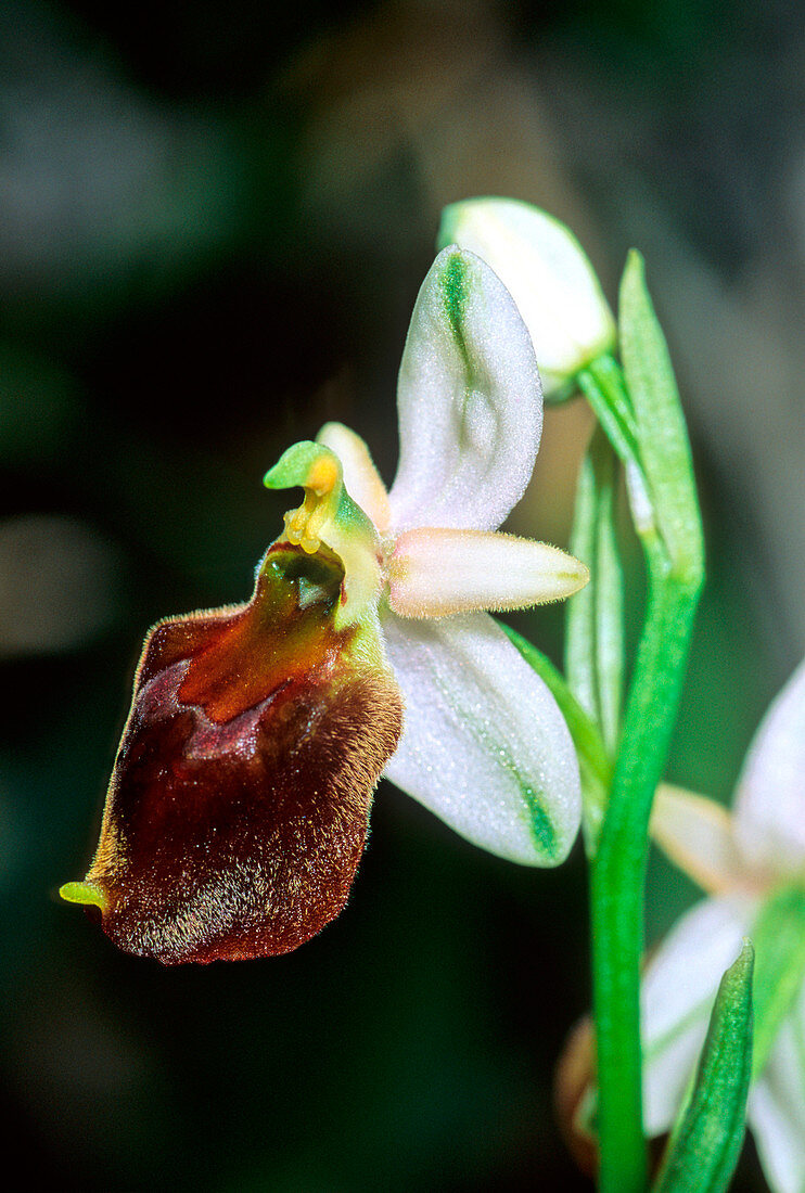 Orchid flower (Ophrys crabronifera)