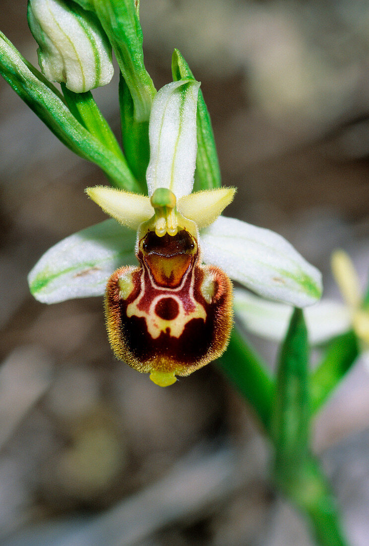 Orchid (Ophrys posidonia)