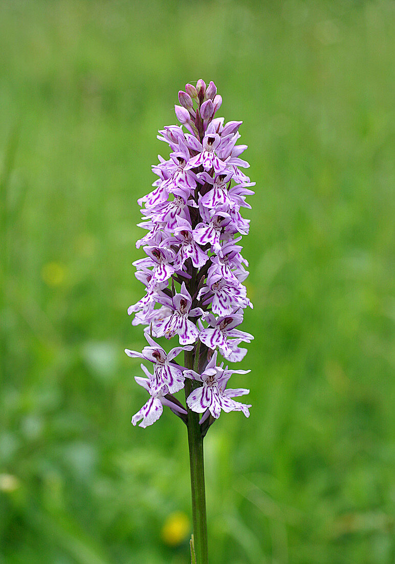 Common spotted orchid (Dactylorhiza sp.)