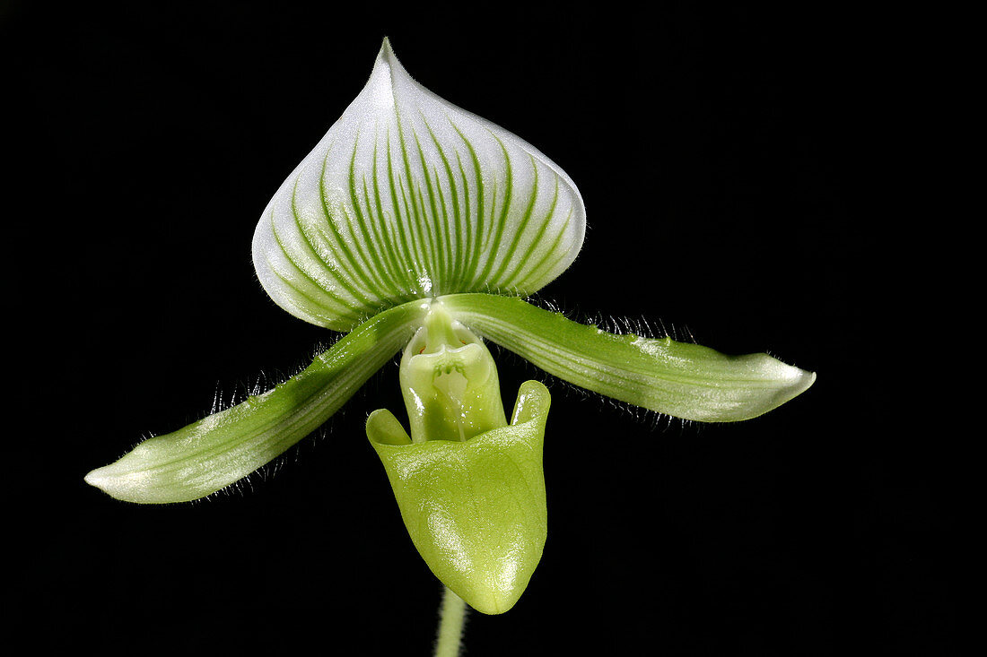 Paphiopedilum maudiae orchid