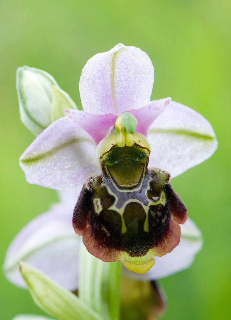Late spider-orchid (Ophrys fuciflora)