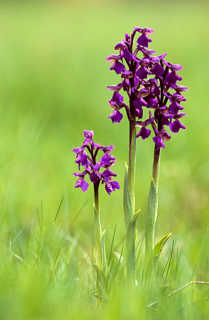 Green-winged orchid (Anacamptis morio)