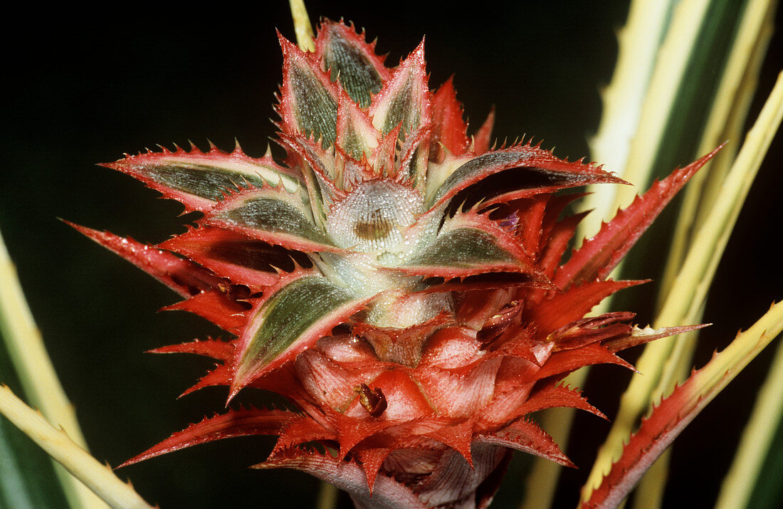 Bromeliad flower