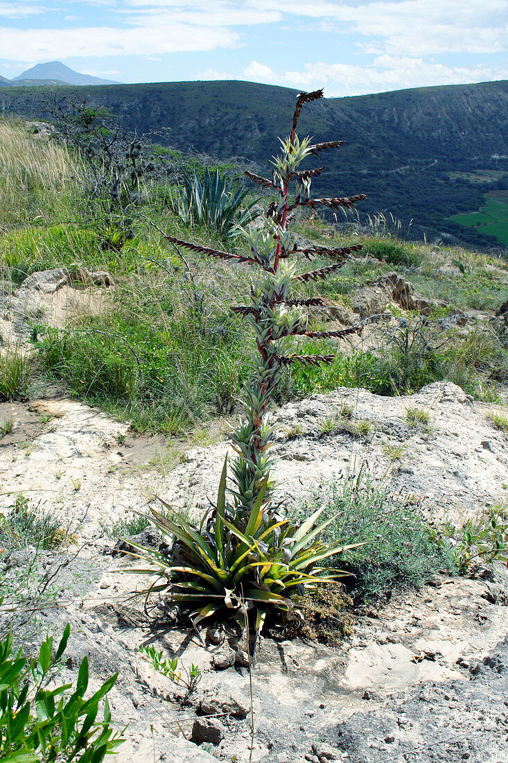 Terrestrial bromeliad (Tillandsia sp.)