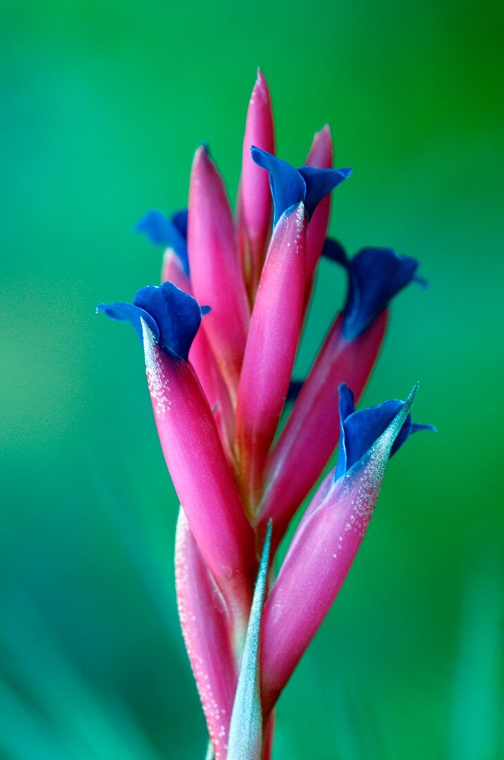 Air plant flower (Tillandsia sp.)