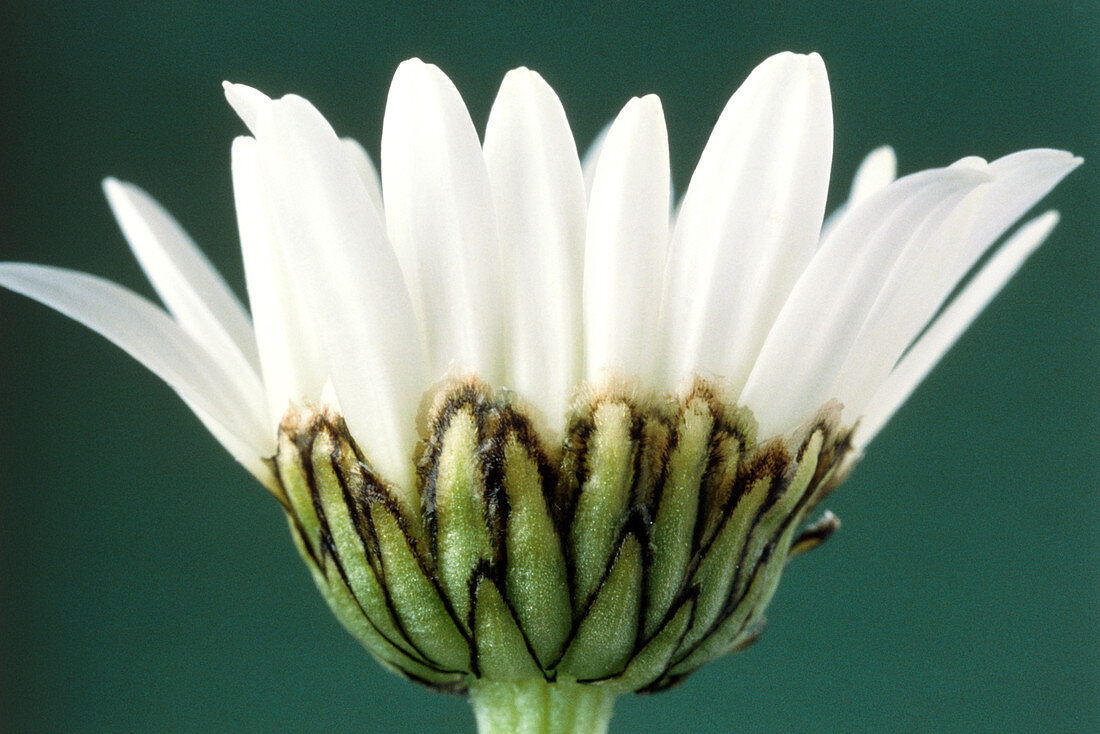 Flower head of ox-eye daisy