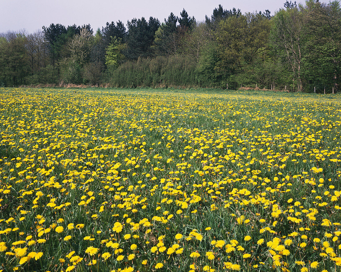 Field of flowering dandelions