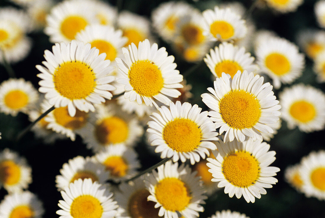 Chamomile flowers